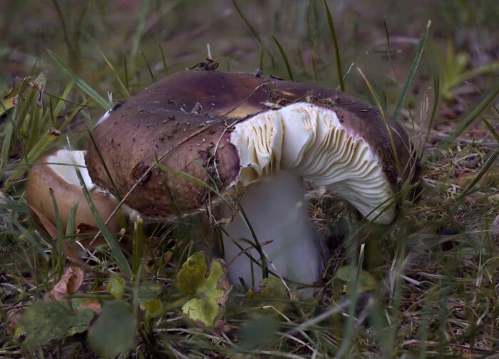 Russula integra – Brauner Leder-Täubling, Exemplar im Gras unter Laubbäumen in einem Park