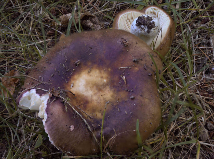 Russula integra – Brauner Leder-Täubling, die Hutfarbe variiert in braun bis rötlich