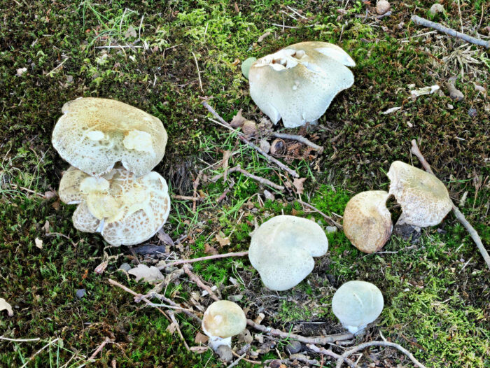 Russula virescens – Grüngefelderter Täubling, eine schöne Gruppe in allen Altersstadien