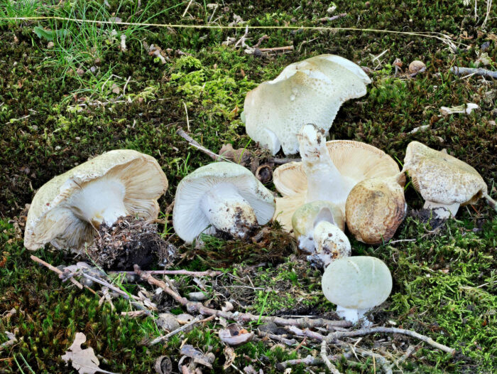 Russula virescens – Grüngefelderter Täubling, eine ganz tolle Gruppea in allen Stadien