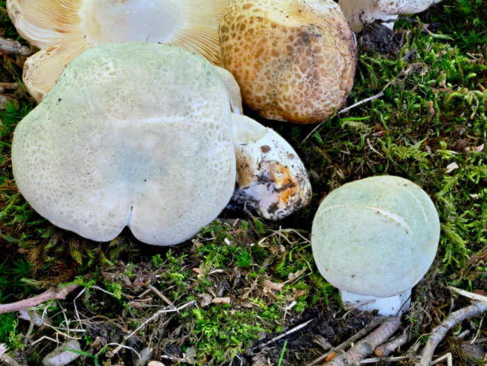 Russula virescens – Grüngefelderter Täubling, schöne Exemplare dieses sehr guten Speisepilzes