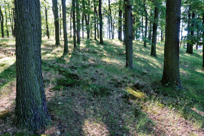 Russula virescens – Grüngefelderter Täubling, Fundort ist ein reiner Wald aus 120-jährigen Eichen