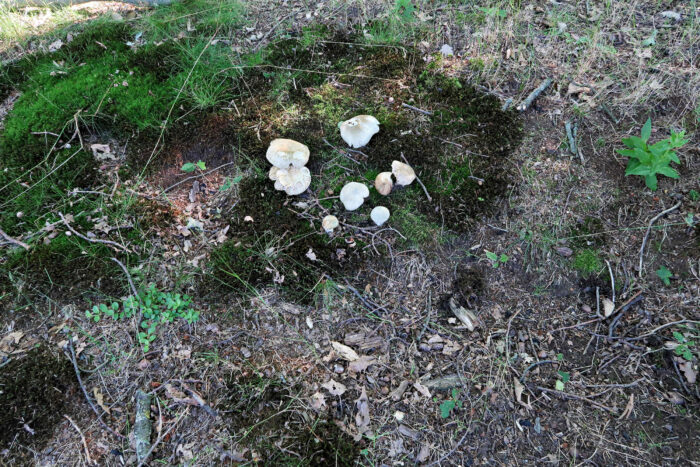 Russula virescens – Grüngefelderter Täubling, trotz Trockenheit wuchs diese Gruppe