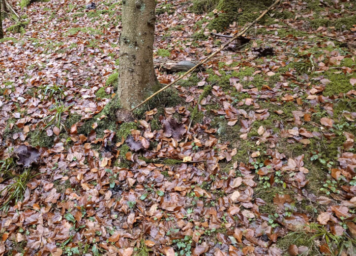 Sarcodon imbricatus – Habichtspilz, Fundort Anfang November in Baden-Württemberg