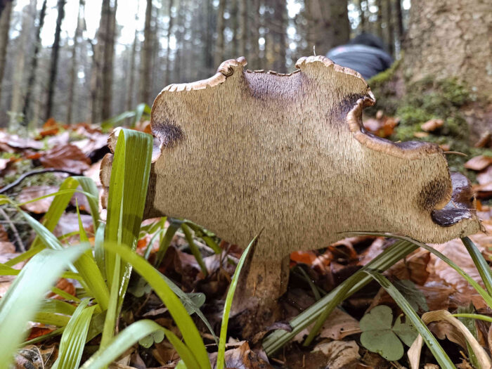 Sarcodon imbricatus – Habichtspilz, die Fruchtschicht ist als Stacheln ausgebildet