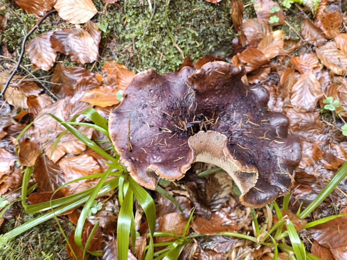 Sarcodon imbricatus – Habichtspilz, älteres Exemplar im Buchenlaub