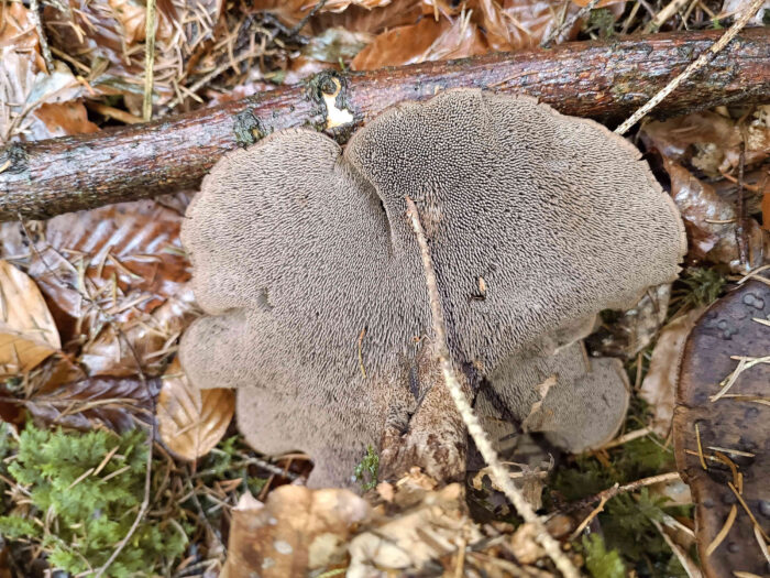 Sarcodon imbricatus – Habichtspilz, nochmals die Stacheln der Hutunterseite