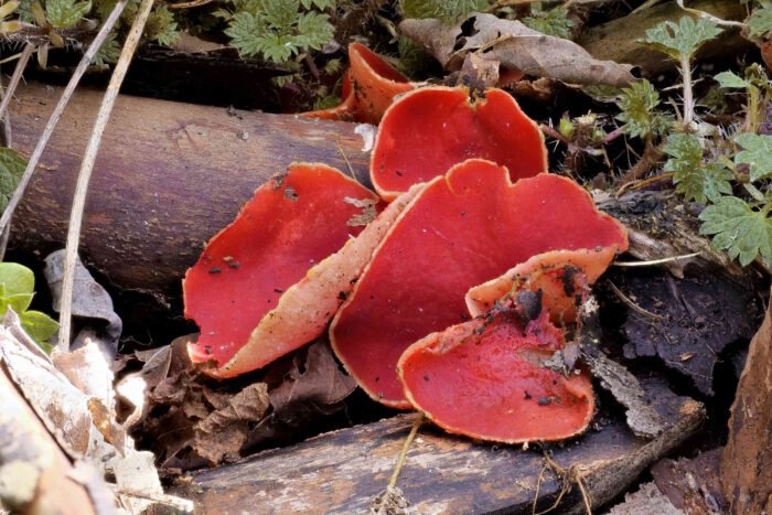 Sarcoscypha austriaca – Österreichischer Prachtbecherling, diese Farbe ist wirklich prächtig