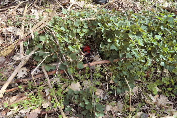 Sarcoscypha austriaca – Österreichischer Prachtbecherling, gut geschützt in den Brennnesseln