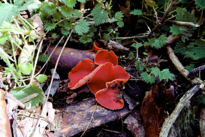 Sarcoscypha austriaca – Österreichischer Prachtbecherling, die Saprophyten wachsen auf Totholz