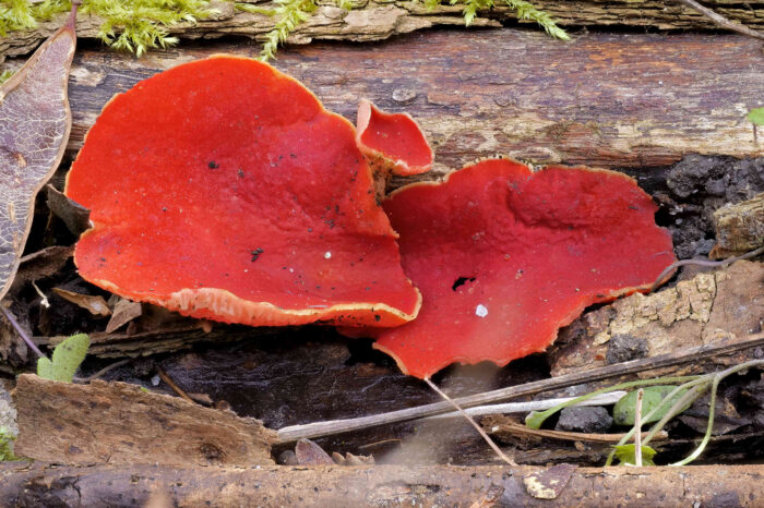 Sarcoscypha austriaca – Österreichischer Prachtbecherling, 3 cm breit sind diese Becher