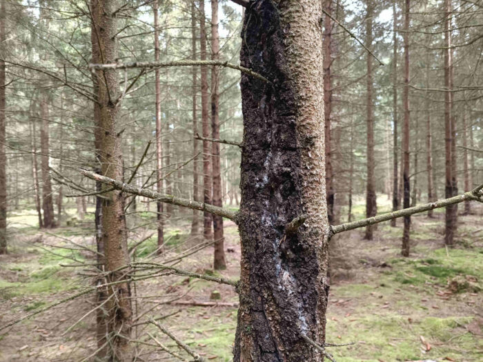Sarea resinae – Gelbes Harzbecherchen + Sarea difformis – Schwarzes Harzbecherchen, Fundort ist das altem schwarze Harz am Stamm