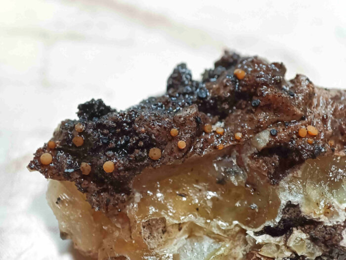 Sarea resinae – Gelbes Harzbecherchen, das orangen Becherchen sind 0,3 mm groß
