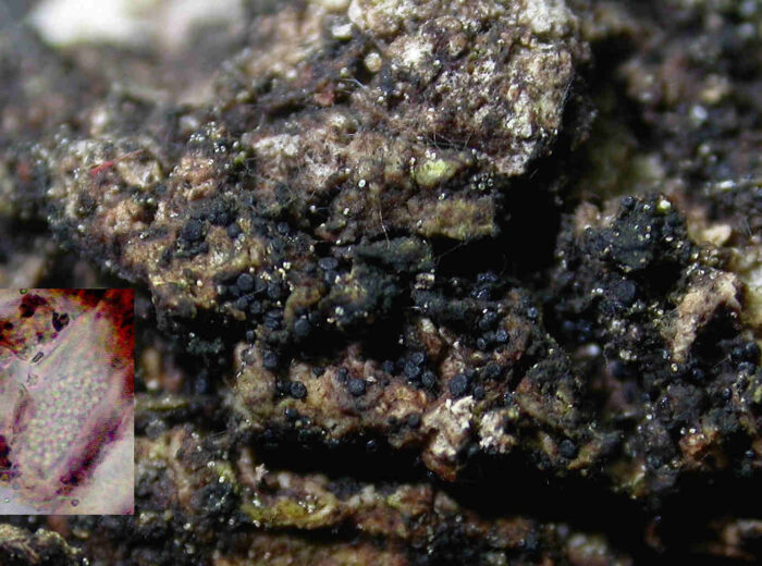 Sarea difformis – Schwarzes Harzbecherchen, hier das schwarze Haarbecherchen, Größe 0,2 mm