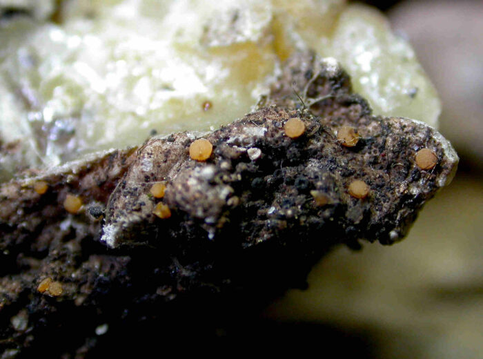 Sarea resinae – Gelbes Harzbecherchen + Sarea difformis – Schwarzes Harzbecherchen, beide seltenen Harzbecherchen auf einem Stück