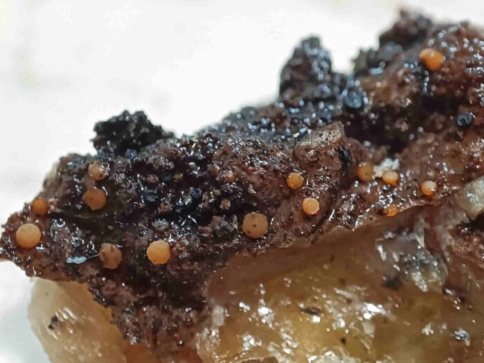 Sarea resinae – Gelbes Harzbecherchen + Sarea difformis – Schwarzes Harzbecherchen, nach einem erneuten Fund gibt es bessere Bilder