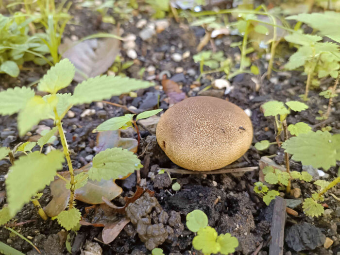 Scleroderma areolatum – Leopardenfell-Hartbovist, typisches, flachgedrücktes Exemplar