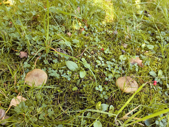 Scleroderma areolatum – Leopardenfell-Hartbovist, prächtige Exemplare im Magerrasen