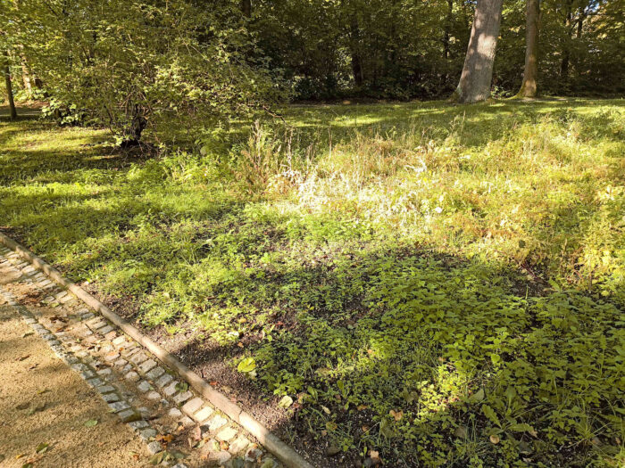 Scleroderma areolatum – Leopardenfell-Hartbovist, Fundort ist eine Parkanlage mit Magerrasen