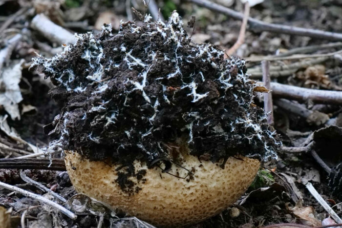 Scleroderma citrinum – Dickschaliger Kartoffelbovist, arttypisch die vielen Myzelfäden an der Basis