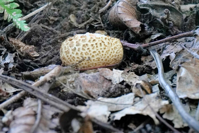 Scleroderma citrinum – Dickschaliger Kartoffelbovist, typisch die feldrig rissige Oberfläche