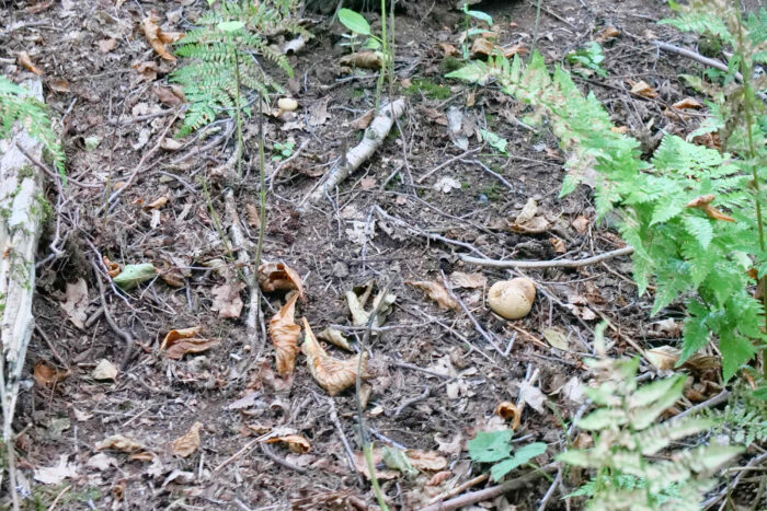 Scleroderma citrinum – Dickschaliger Kartoffelbovist, Fundort ist ein Waldrand bei Syrau