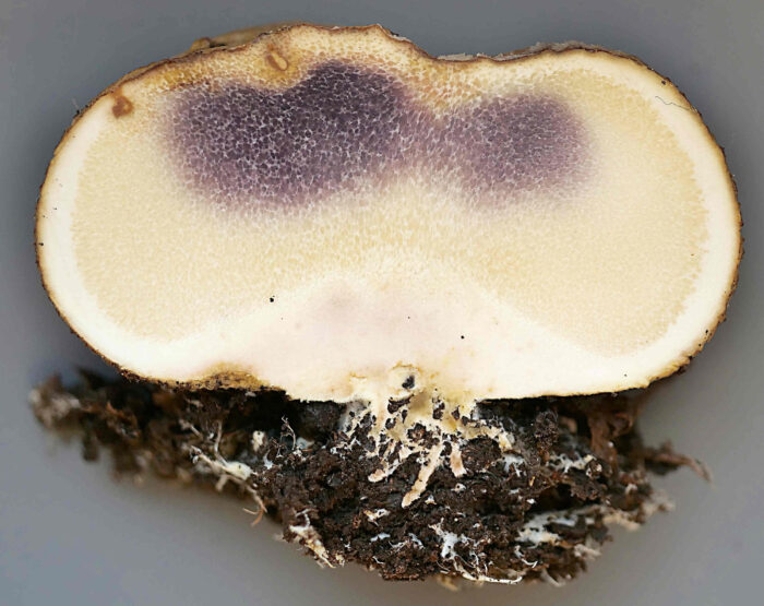 Scleroderma citrinum – Dickschaliger Kartoffelbovist, das Innere ist ganz jung weiß, später sehr schnell bräunlich-schwarz