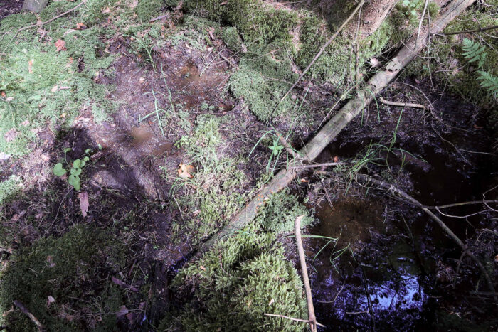 Scutellinia scutellata – Gewöhnlicher Schildborstling, Fundort ist dieser querliegende Baumstamm