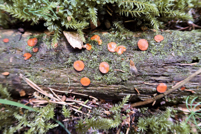 Scutellinia scutellata – Gewöhnlicher Schildborstling, der Saprobiont wächst hier auf nassem Totholz