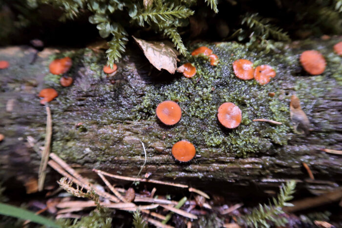 Scutellinia scutellata – Gewöhnlicher Schildborstling, Durchmesser pro Scheibe 6 mm