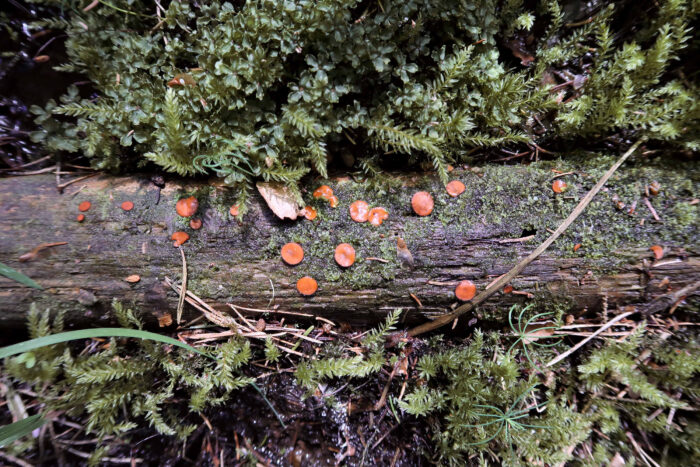 Scutellinia scutellata – Gewöhnlicher Schildborstling, es ist immer wieder schön, diese kleinen orangen Scheiben zu finden