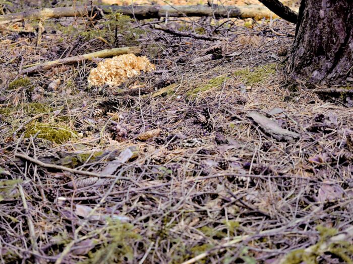 Sparassis crispa – Krause Glucke, die Mykorrhiza-Pilze wachsen immer nahe an einer Kiefer