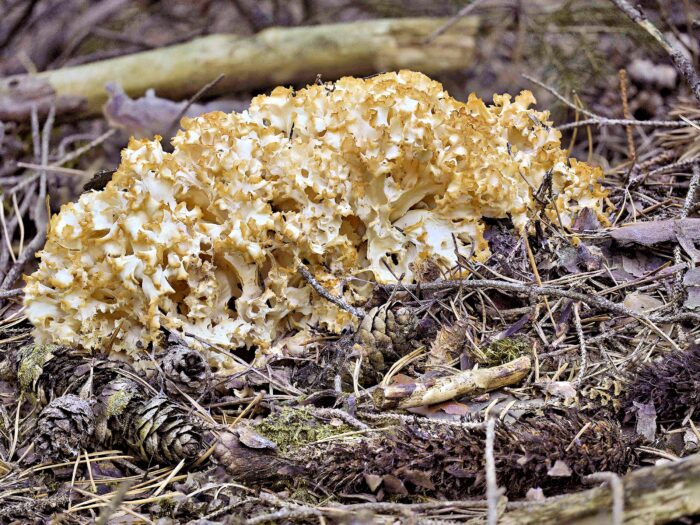 Sparassis crispa – Krause Glucke, diese Pilze schmecken nussig