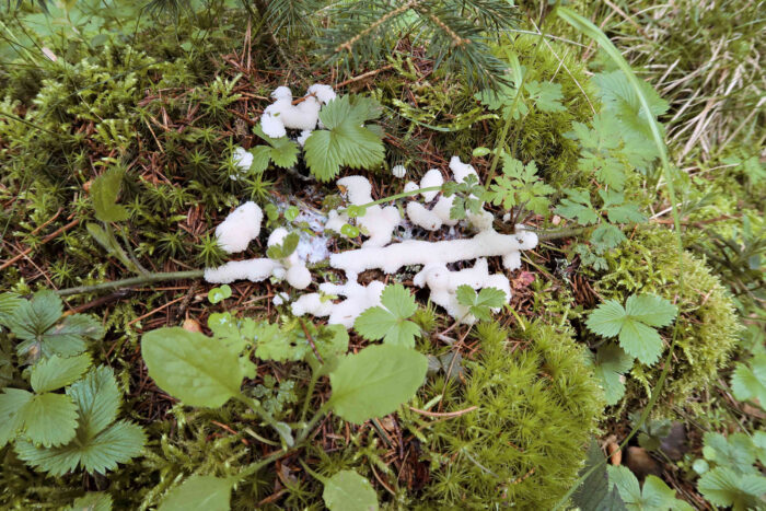 Stemonitis fusca – Dunkles Fadenkeulchen, man könnte Schneckeneier oder ähnliches vermuten – aber ist ein Schleimpilz