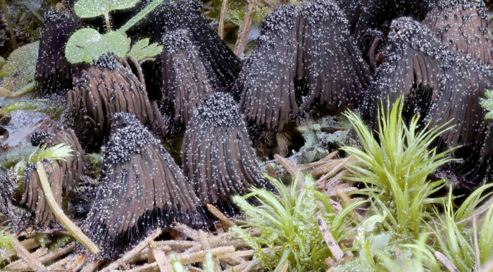 Stemonitis fusca – Dunkles Fadenkeulchen, noch unreife Fruchtstände, die hellen Punkte ist Pollen der Fichte