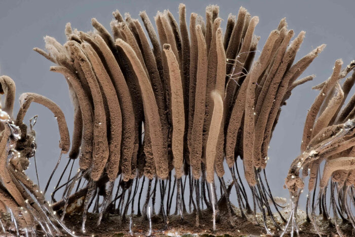 Stemonitis fusca – Dunkles Fadenkeulchen, Makroaufnahme der reifen Fruchtstände mit dem braunem Sporenpulver