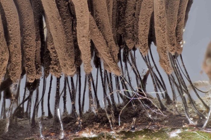 Stemonitis fusca – Dunkles Fadenkeulchen, Makroaufnahme der winzigsten, hohlen Stiele der reifen Fruchtkörper