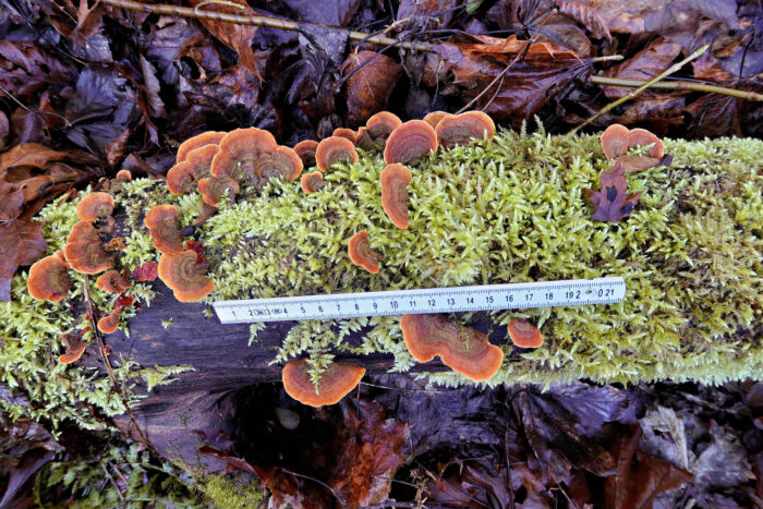 Stereum subtomentosum – Samtiger Schichtpilz, die farbenprächtigen Pilze wachsen auf Totholz