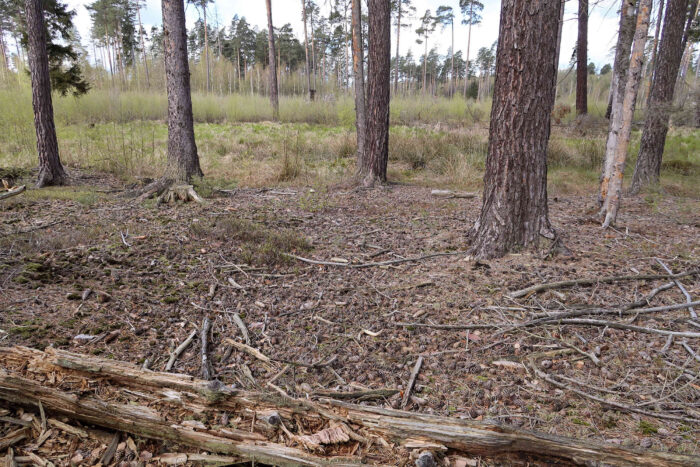 Strobilurus stephanocystis – Milder Kiefernzapfenrübling, Fundort ist im Pöllwitzer Moor