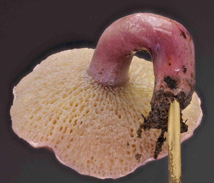 Suillus bovinus – Kuh-Röhrling, beim Erhitzen verfärben sich die Pilze rotviolett; in Bild ein gekochter Pilz