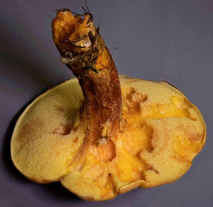Suillus grevillei – Goldröhrling, die Röhren sind jung gelb, später olivgelb