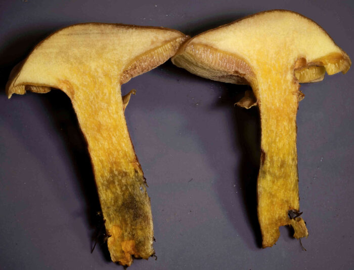 Suillus grevillei – Goldröhrling, im Schnittbild sind die Pilze gelb und blauen nur minimal