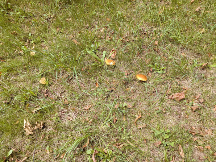 Suillus grevillei – Goldröhrling, der Mykorrhiza-Pilz ist ein strenger Begleiter der Lärche