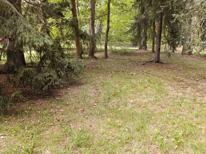 Suillus grevillei – Goldröhrling, Habitat am Waldrand in der Nähe einer Lärche