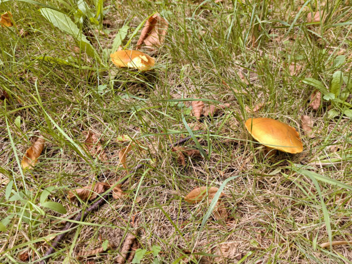 Suillus grevillei – Goldröhrling, adulte Fruchtkörper