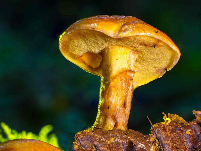 Suillus grevillei – Goldröhrling, am Stiel Reste des Velum partiale als angedeuteter Ring