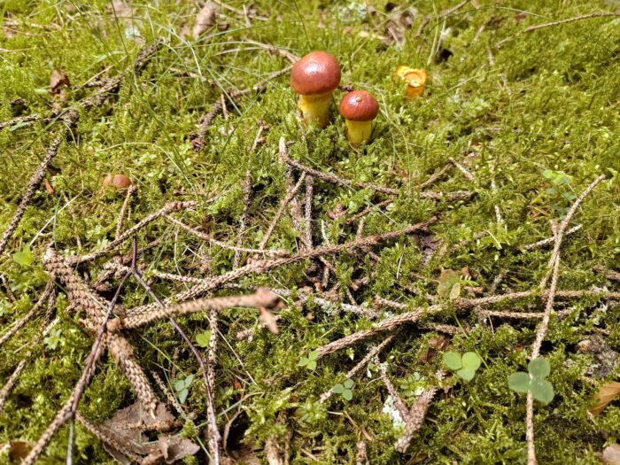 Suillus luteus – Butterpilz, zwei ganz junge Exemplare