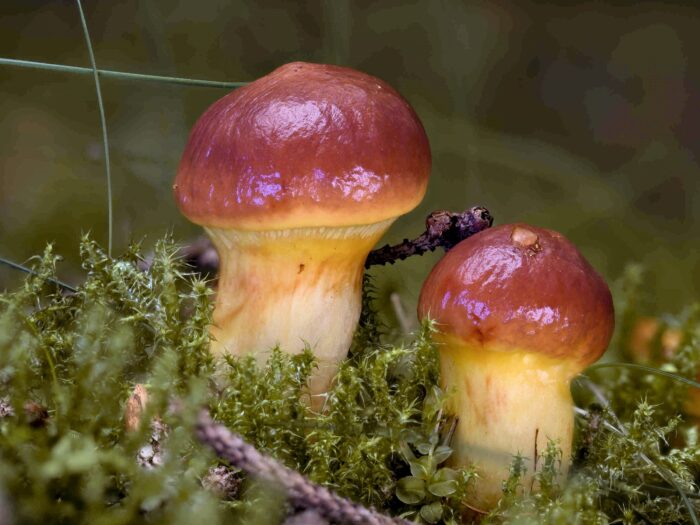 Suillus luteus – Butterpilz, sehr junge Exemplare