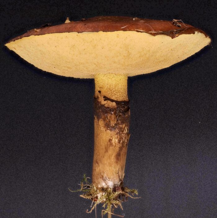 Suillus luteus – Butterpilz, zu Speisezwecken sollte die Huthaut entfernt werden, die Huthaut kann Verdauungsprobleme machen