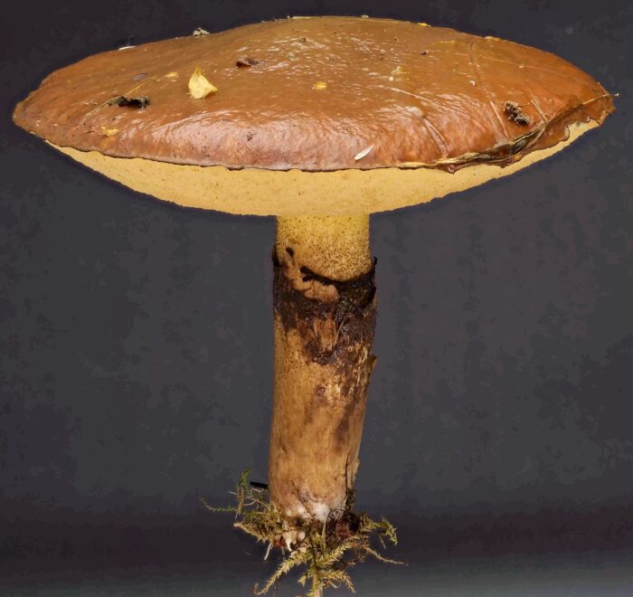 Suillus luteus – Butterpilz, altes Exemplar mit Resten des Ringes am Stiel